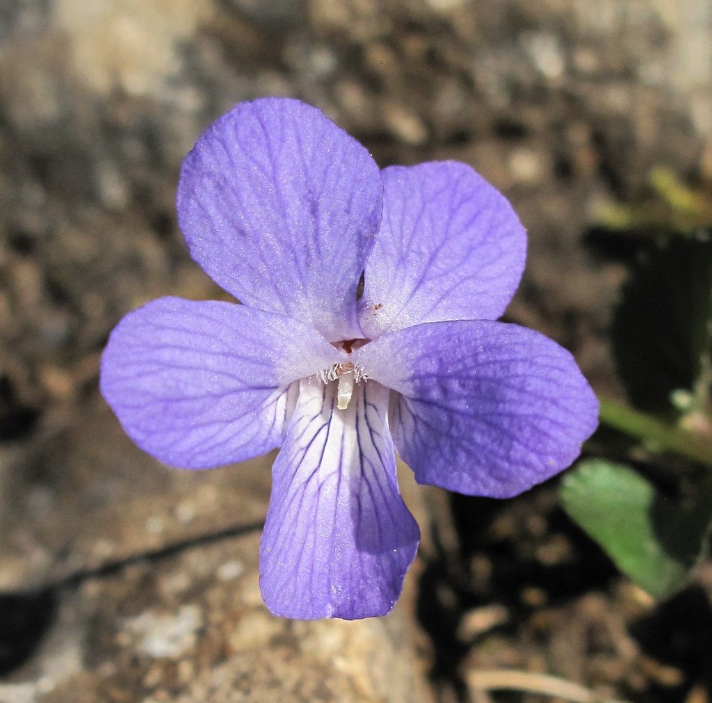 Viola rupestris